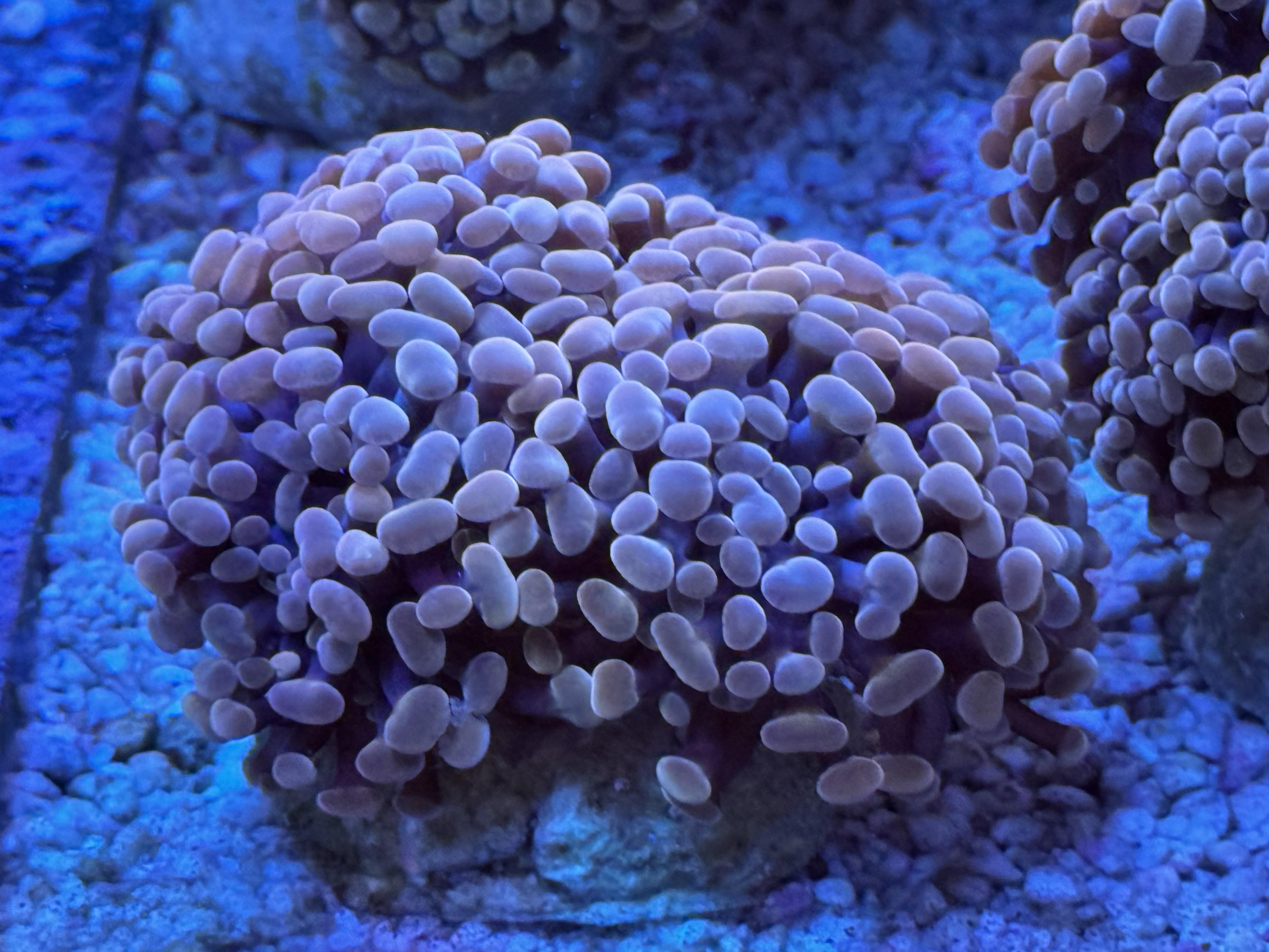 Euphyllia Paraancora / Fimbriapyllia Paraancora