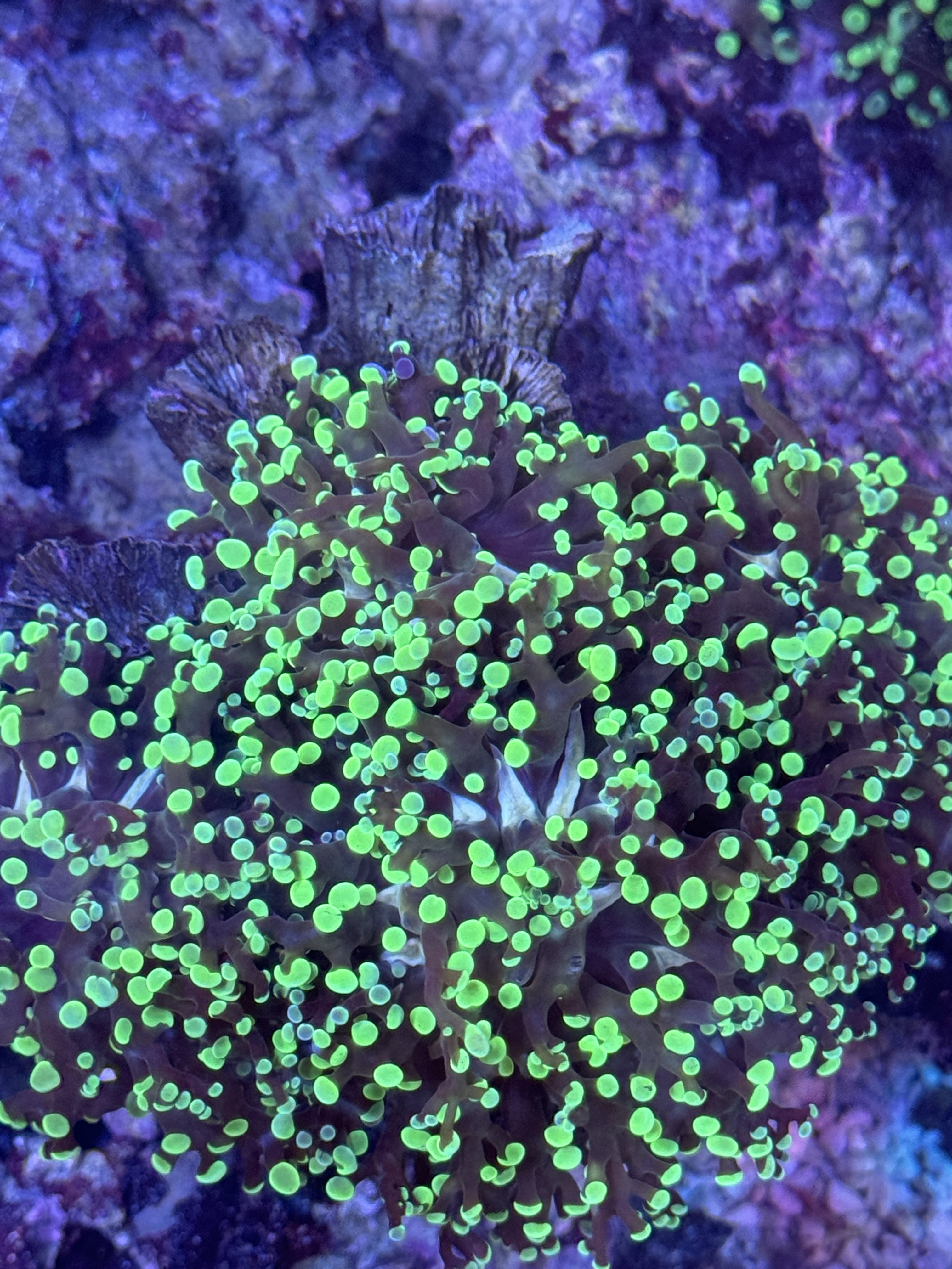 Euphyllia Paradivisa / Fimbriaphyllia Paradivisa