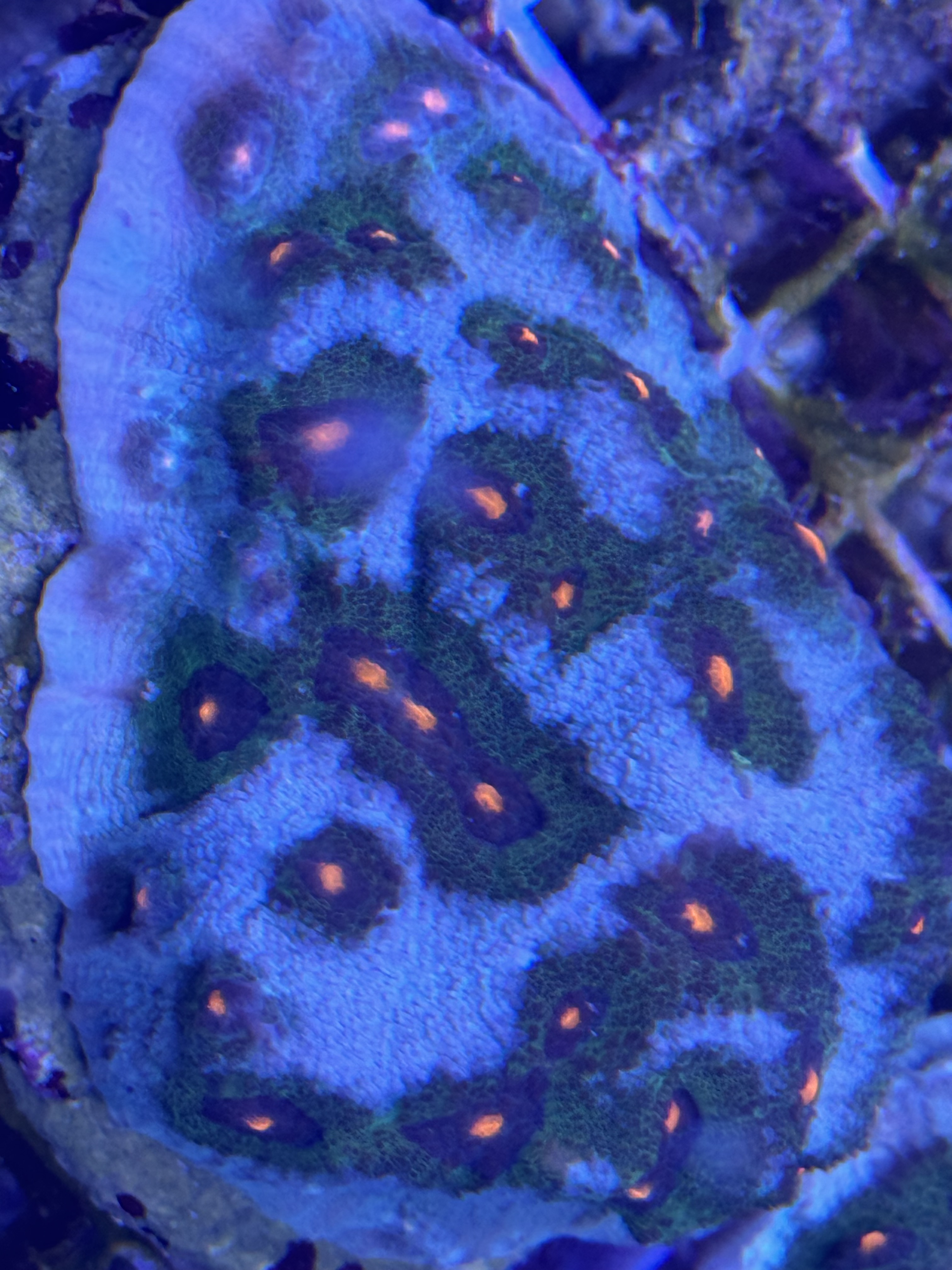 Chalice - Echinophyllia