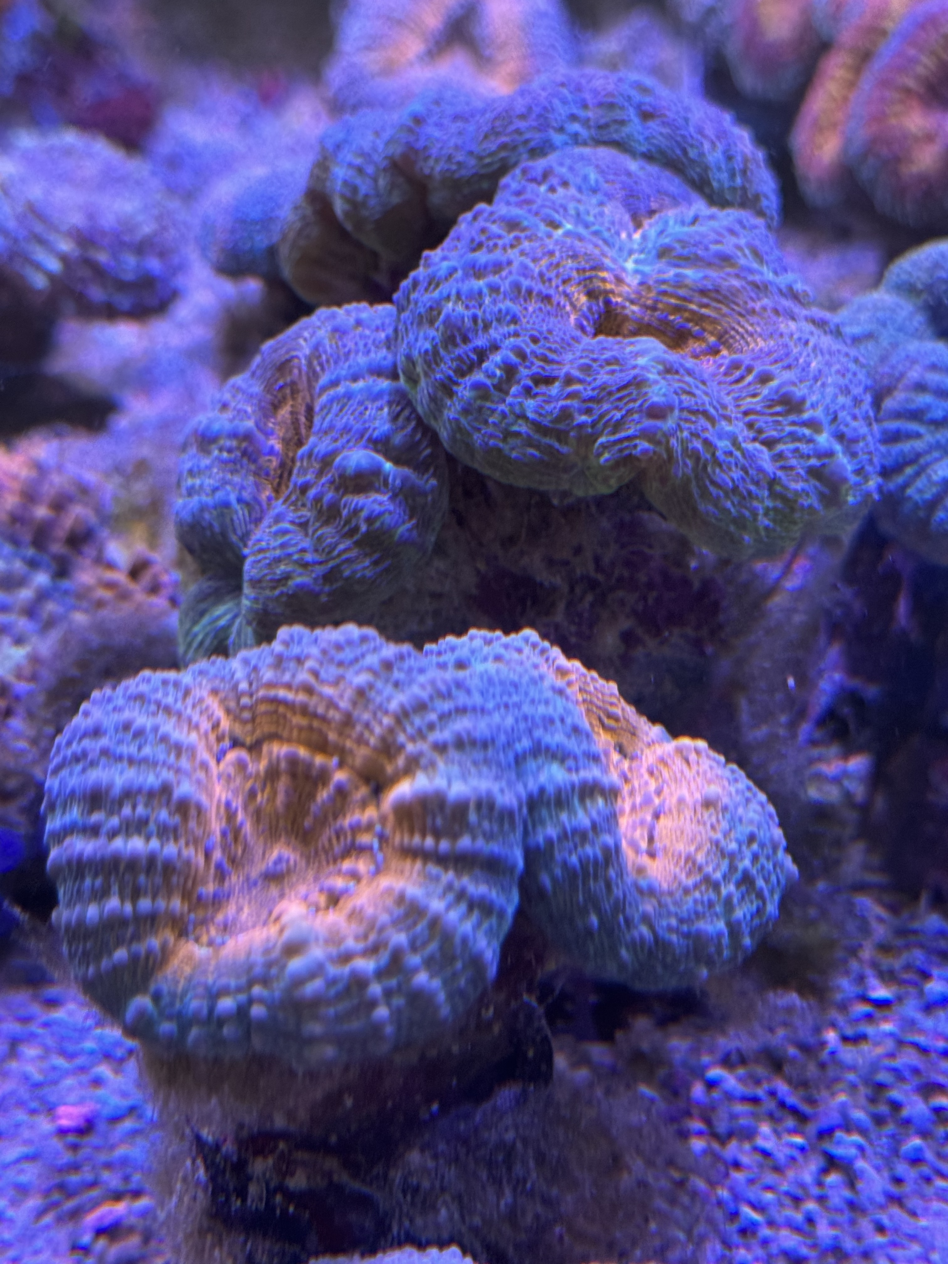 Lobophyllia