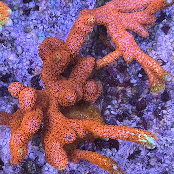 Montipora