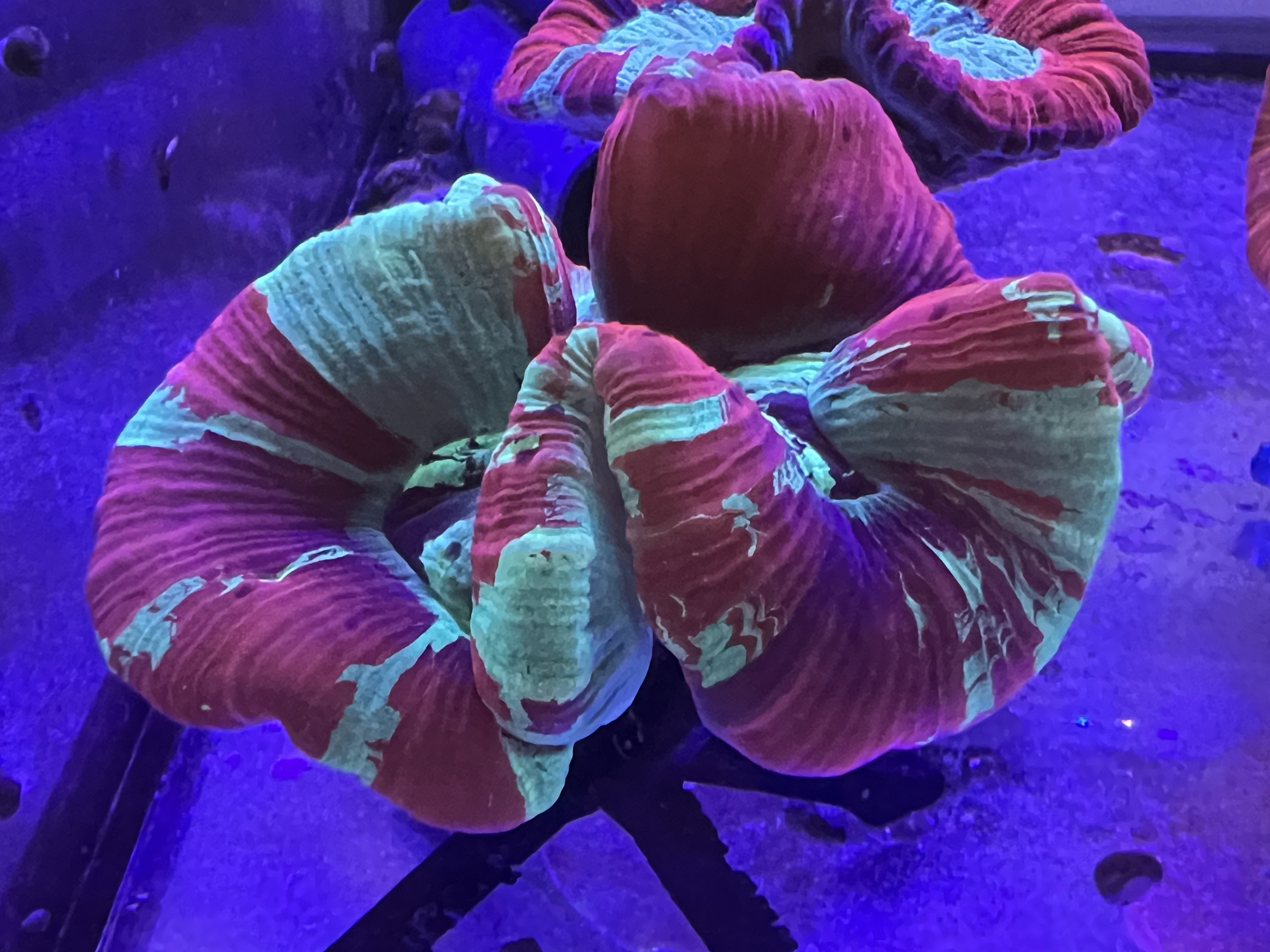 Trachyphyllia - Wulstkoralle category icon/image