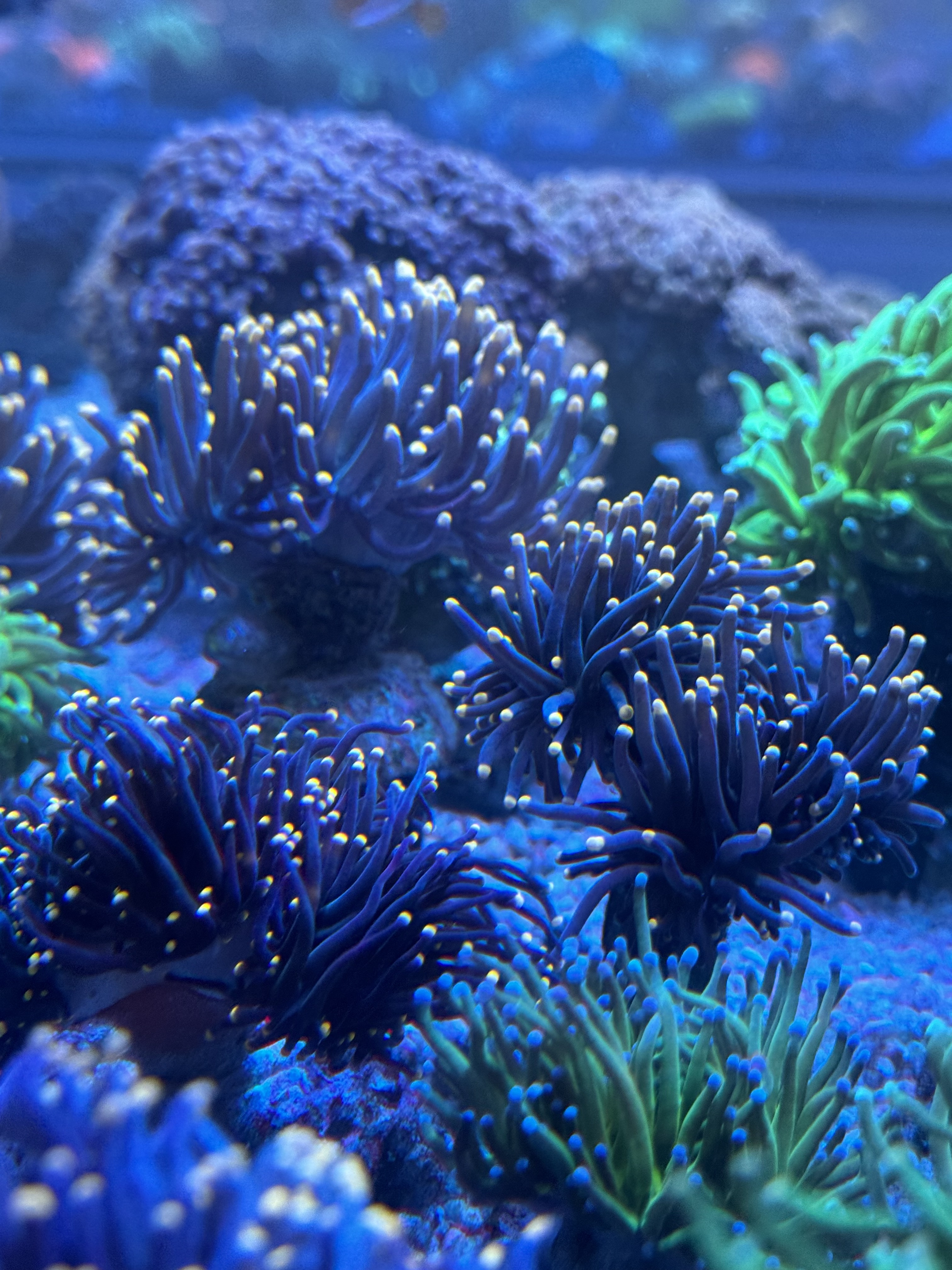 Euphyllia / Fimbriaphyllia category icon/image