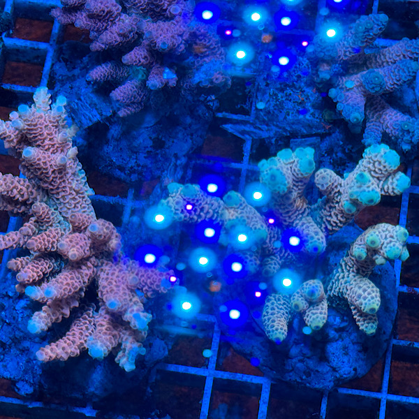 Acropora Millepora category icon/image