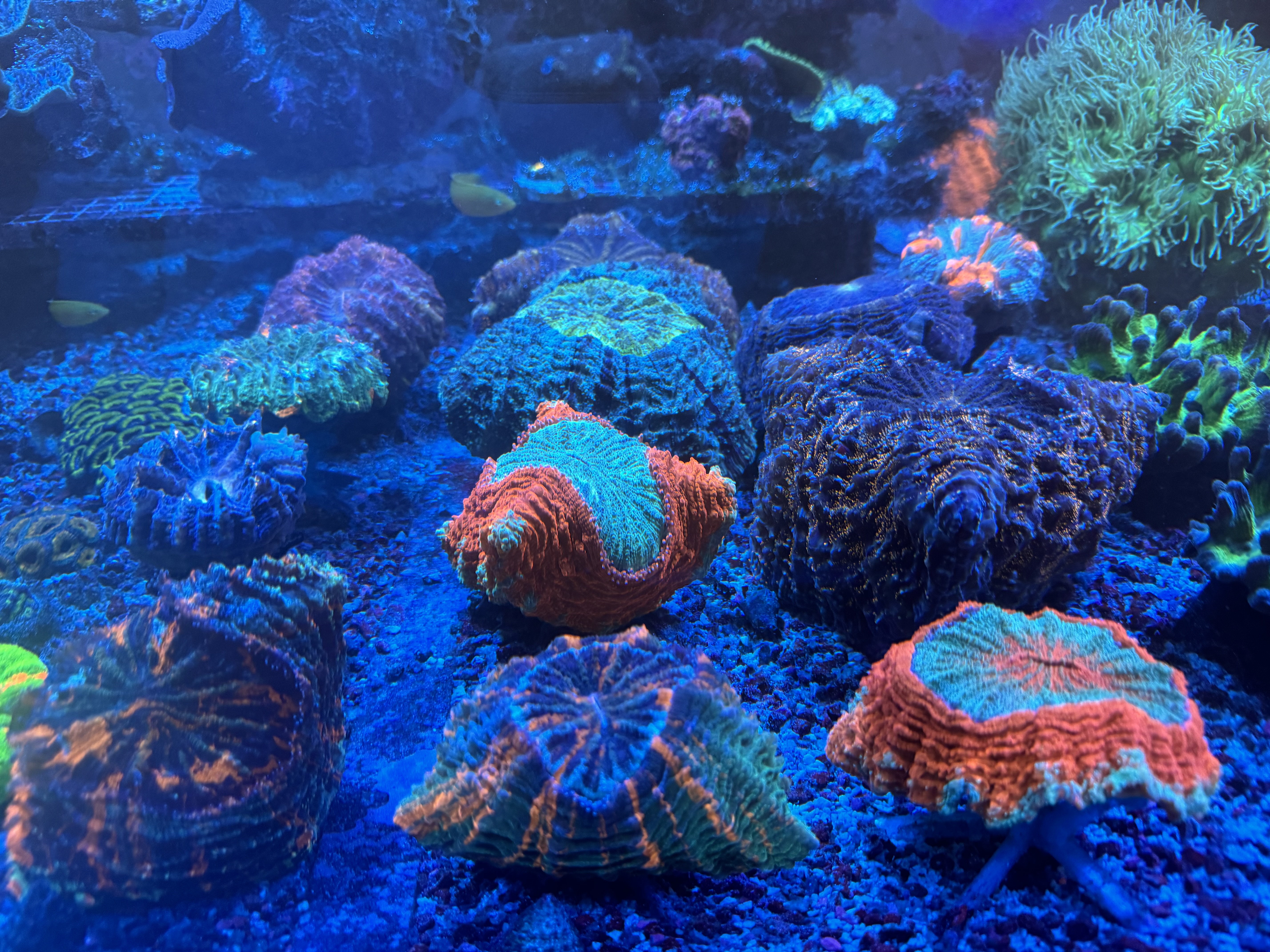 Acanthophyllia category icon/image