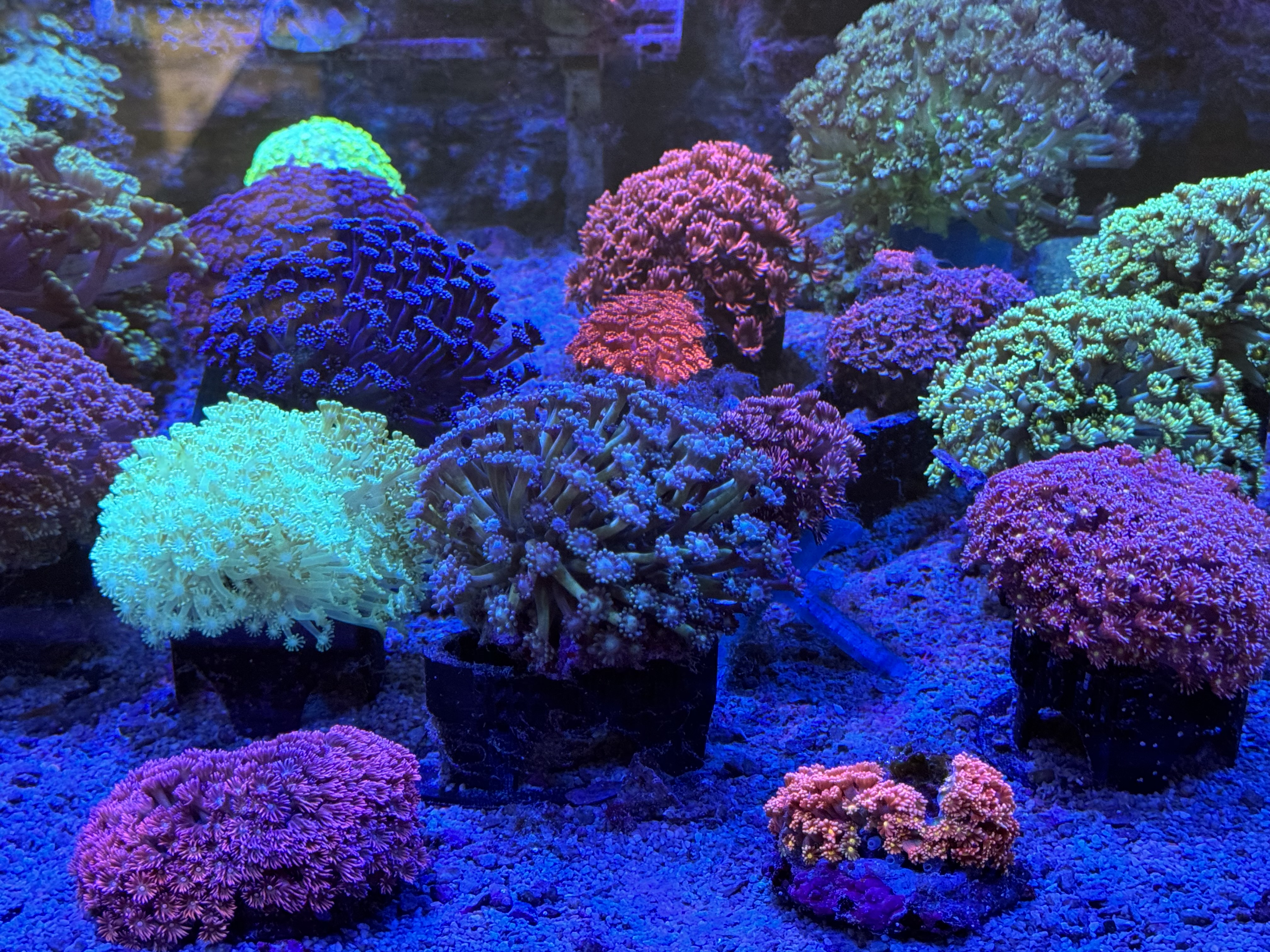 Goniopora - Magariten Koralle category icon/image