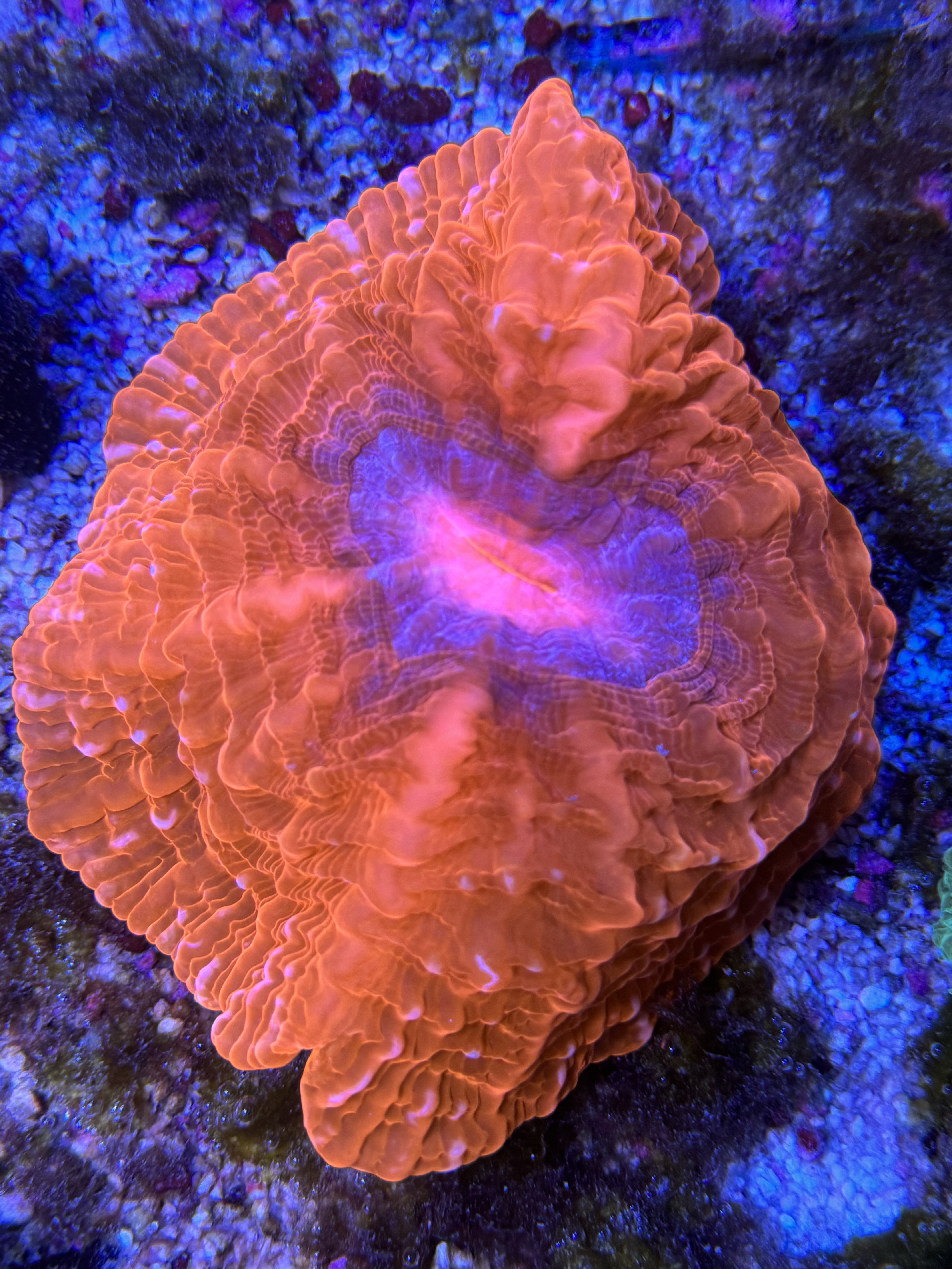 Cyanarina / Indophyllia category icon/image