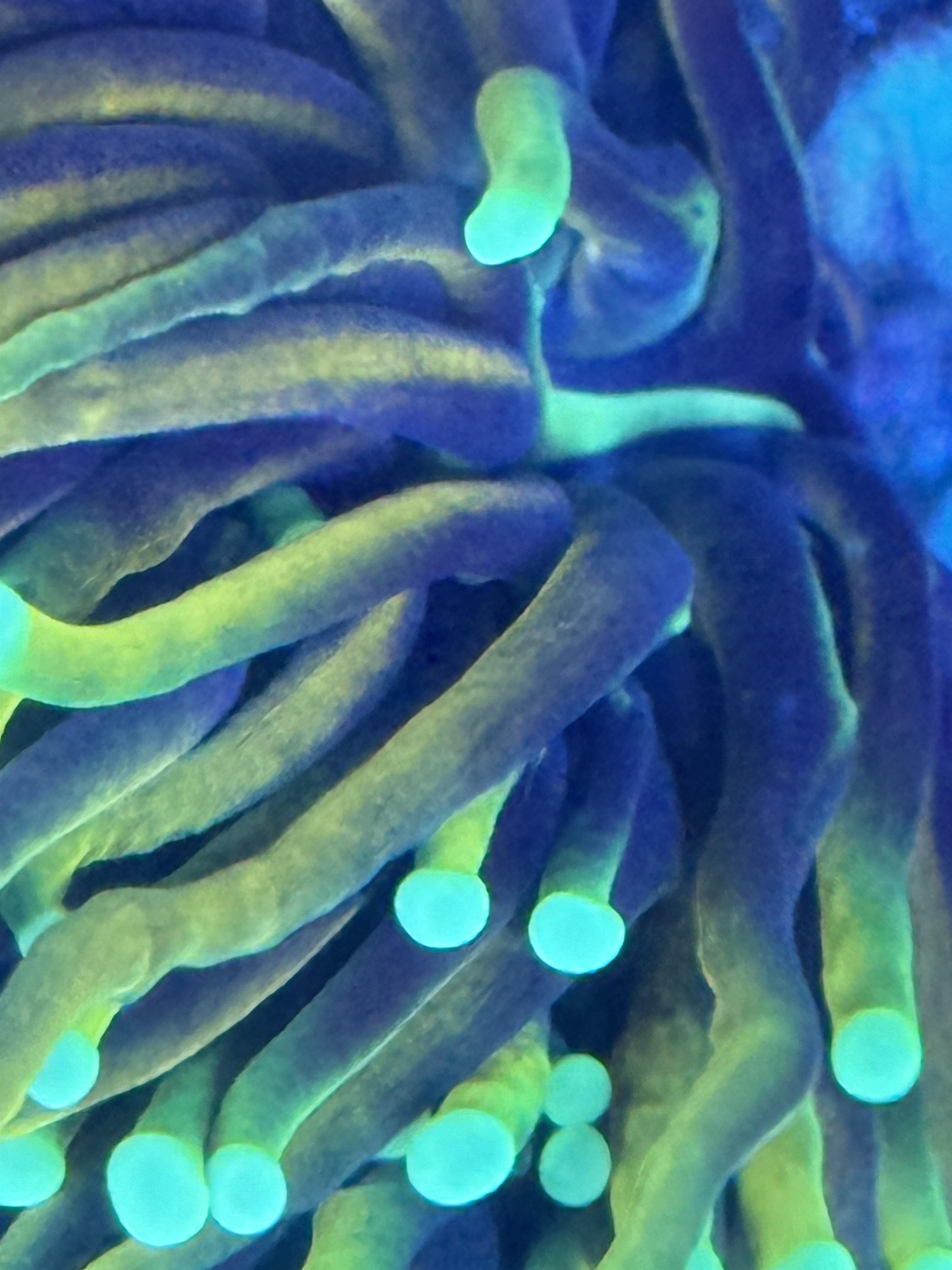 Euphyllia glabrescens category icon/image
