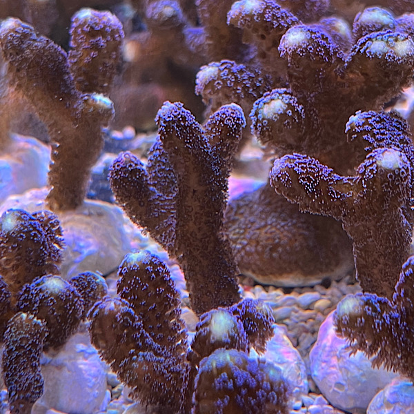 Stylophora category icon/image