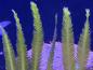 Preview: Kreichsprossenalge - Caulerpa taxifolia