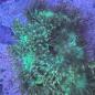 Preview: Catalaphyllia Jardinei / WYSIWYG 3