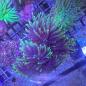 Preview: Fimbriaphyllia / Euphyllia glabrescens - Dragon Soul Gold