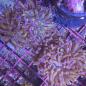 Preview: Euphyllia Paraancora / Fimbriaphyllia Paraancora - Goldstamm mit lila Hammer