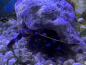 Preview: Blaubein Einsiedler-Krebs - Calcinus elegans