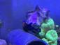 Preview: Blaubein Einsiedler-Krebs - Calcinus elegans