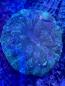 Preview: Acanthophyllia deshayesiana - Green Hornet - WYSIWYG 5