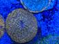 Preview: Cycloseris Sp. - Orange / Pilzkoralle