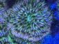 Preview: Fungia Sp. - Rainbow DNZ