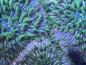 Preview: Fungia Sp. - Rainbow DNZ