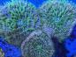 Preview: Fungia Sp. - Rainbow DNZ