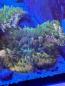 Preview: Fungia Sp. - Rainbow DNZ