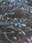 Preview: Euphyllia Glabrescens - Weiße Tips