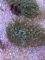 Preview: Euphyllia Glabrescens - Weiße Tips