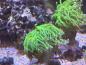 Preview: Euphyllia glabrescens - Toxic Green mit Pinken Tips