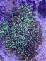 Preview: Euphyllia paradivisa / Fimbriaphyllia paradivisa