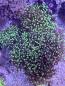 Preview: Euphyllia paradivisa / Fimbriaphyllia paradivisa