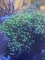Preview: Euphyllia paradivisa / Fimbriaphyllia paradivisa
