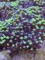 Preview: Euphyllia Paraancora / Fimbriaphyllia Paraancora Extrem Bi-Color