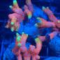 Preview: Montipora samarensis "Bubble Gum"