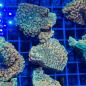 Preview: Montipora Danae "Crazy T"