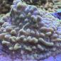 Preview: Montipora Danae "Crazy T"