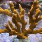 Preview: Montipora digitata "Rot"