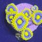 Preview: Zoanthus "Blueberry Pie"