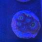 Preview: Zoanthus "Frozen Nebula"
