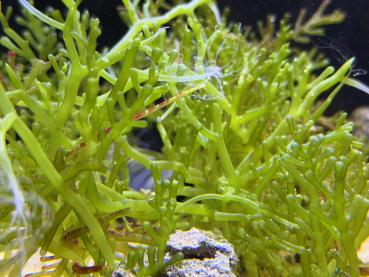 Kriechsporssenalge - Traubenalge - Caulerpa racemosa