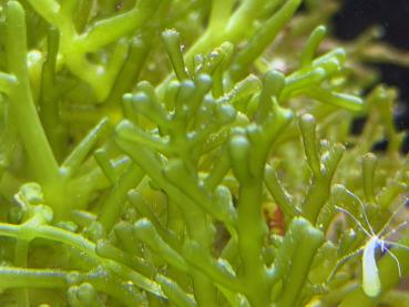 Kriechsporssenalge - Traubenalge - Caulerpa racemosa