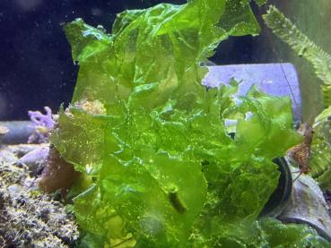 Meersalat - Meerlattich - Ulva lactuca