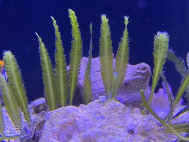 Kreichsprossenalge - Caulerpa taxifolia