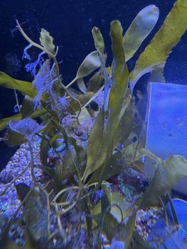 Grüne Kriechsprossen Alge - Caulerpa prolifera