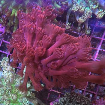 Goniopora Sp. - Blutrot