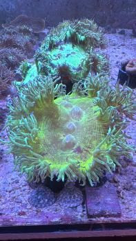 Catalaphyllia Jardinei / WYSIWYG 1