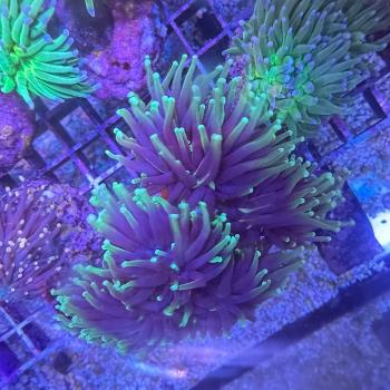 Fimbriaphyllia / Euphyllia glabrescens - Dragon Soul Gold