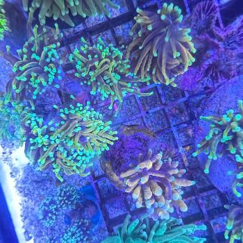 Fimbriaphyllia / Euphyllia glabrescens - Dragon Soul Gold