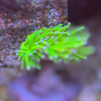 Fimbriaphyllia / Euphyllia glabrescens - Real Holy Grail - WYSIWYG