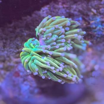 Fimbriaphyllia / Euphyllia glabrescens - Real Holy Grail 2 - Doppelkopf - WYSIWYG