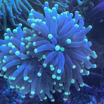 Euphyllia Glabrescens - Black Rasta